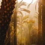 a group of palm trees in a park